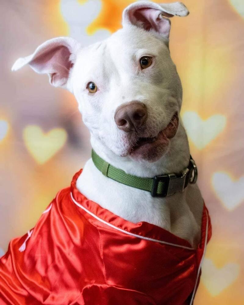 Enlarge Sally, a Adoptable mixed breed in Clinton Township, MI image 3/6
