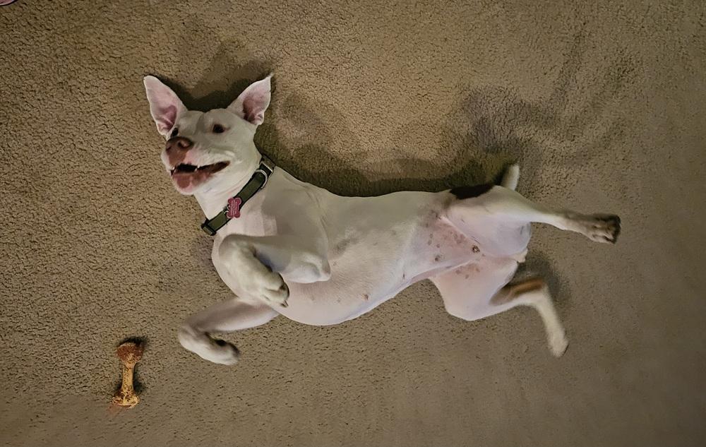 Enlarge Sally, a Adoptable mixed breed in Clinton Township, MI image 4/6