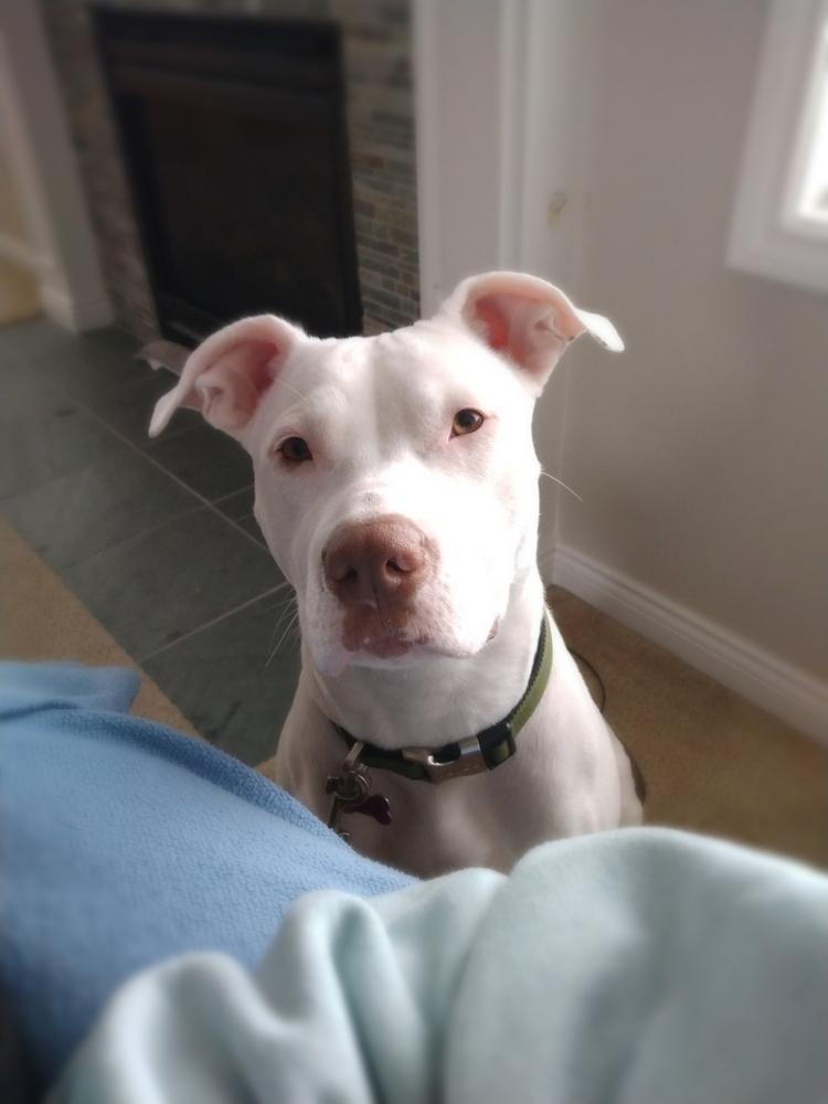 Enlarge Sally, a Adoptable mixed breed in Clinton Township, MI image 5/6
