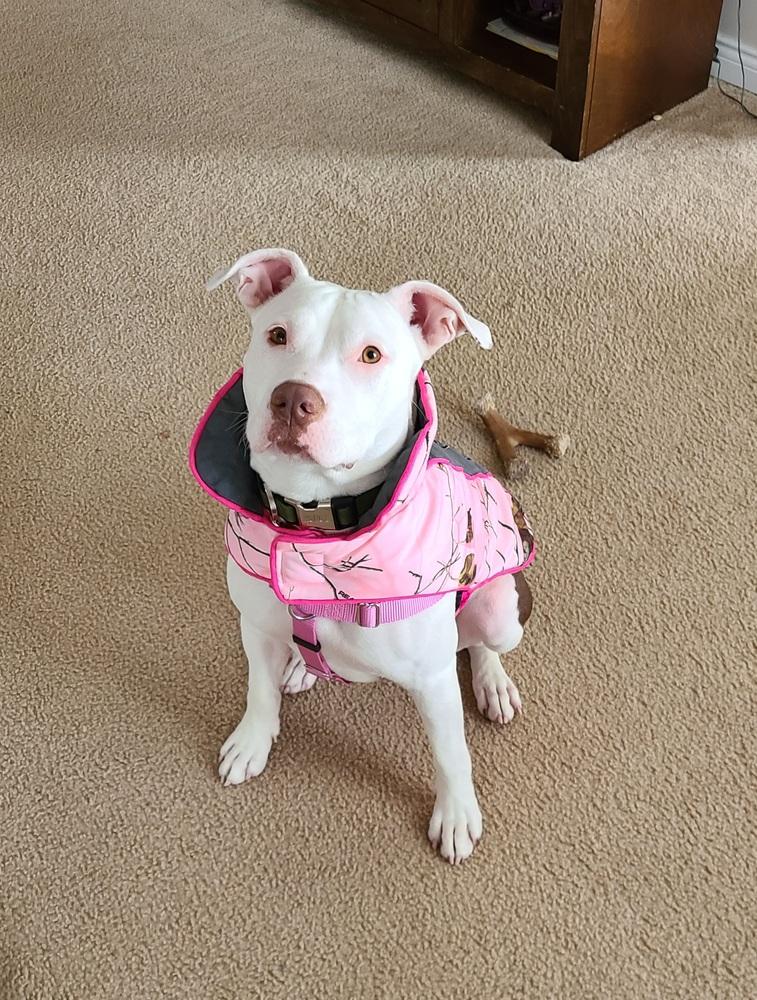 Enlarge Sally, a Adoptable mixed breed in Clinton Township, MI image 6/6