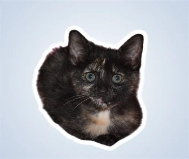TORTELLINI, Adoptable, Kitten Female Domestic Short Hair.