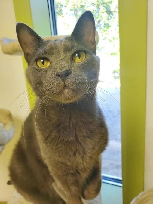 Professor (bonded pair = Pecan), a Adoptable Domestic Short Hair in St. Cloud, MN image 3/6