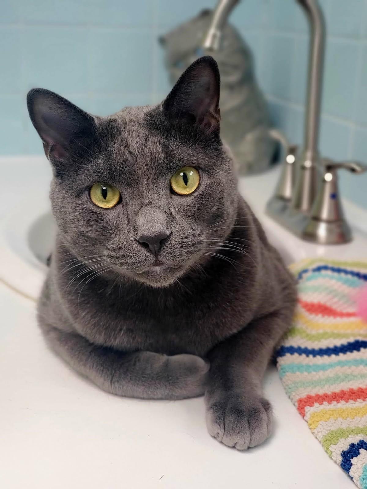 Professor (bonded pair = Pecan), a Adoptable Domestic Short Hair in St. Cloud, MN image 2/6
