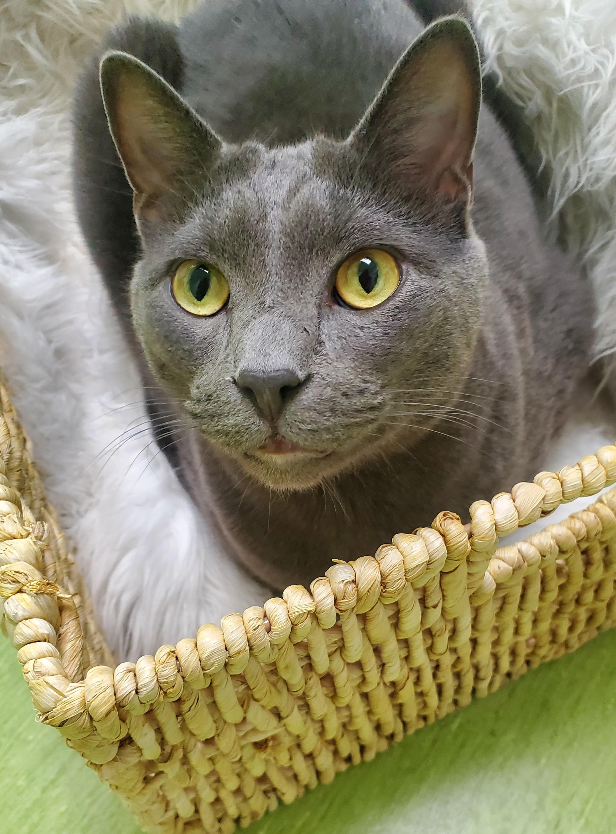 Professor (bonded pair = Pecan), a Adoptable Domestic Short Hair in St. Cloud, MN image 5/6