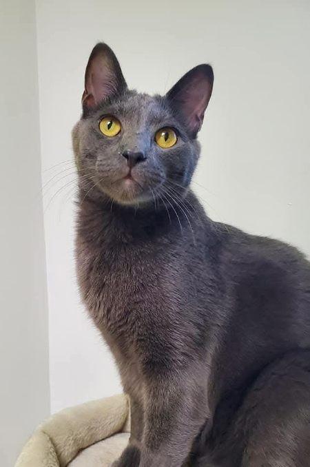 Professor (bonded pair = Pecan), a Adoptable Domestic Short Hair in St. Cloud, MN image 4/6