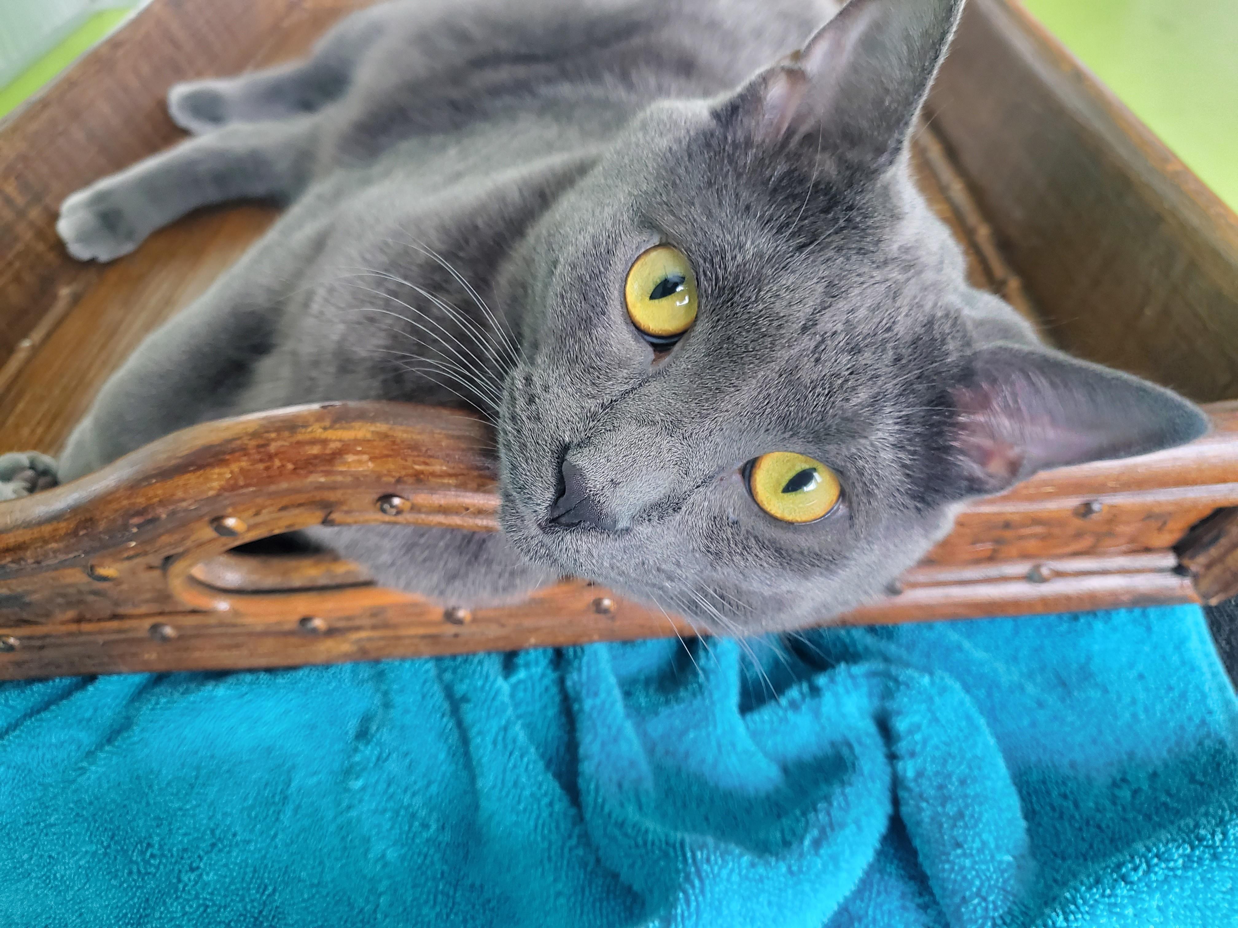 Professor (bonded pair = Pecan), a Adoptable Domestic Short Hair in St. Cloud, MN image 6/6