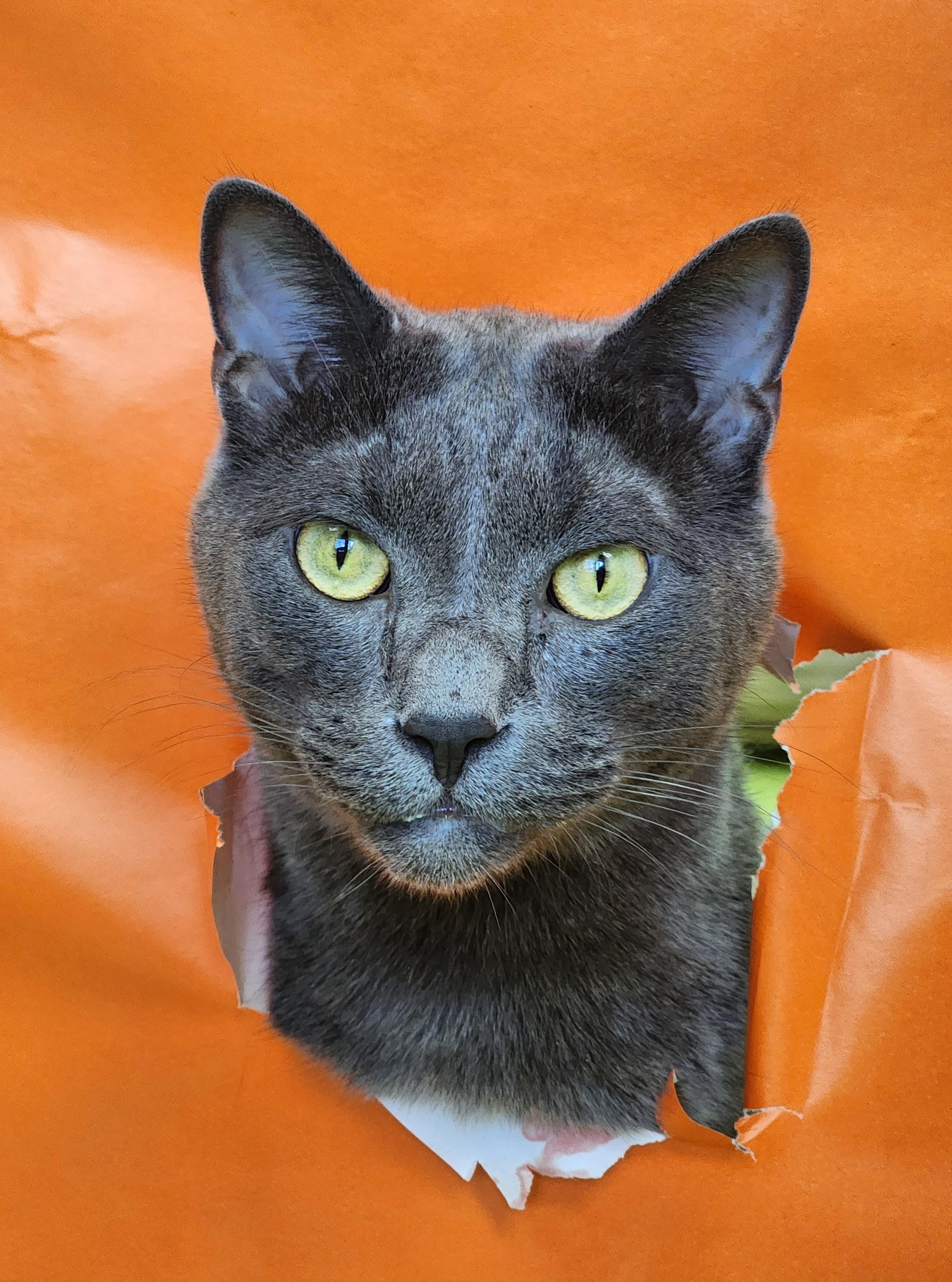 Professor (bonded pair = Pecan), a Adoptable Domestic Short Hair in St. Cloud, MN image 1/6