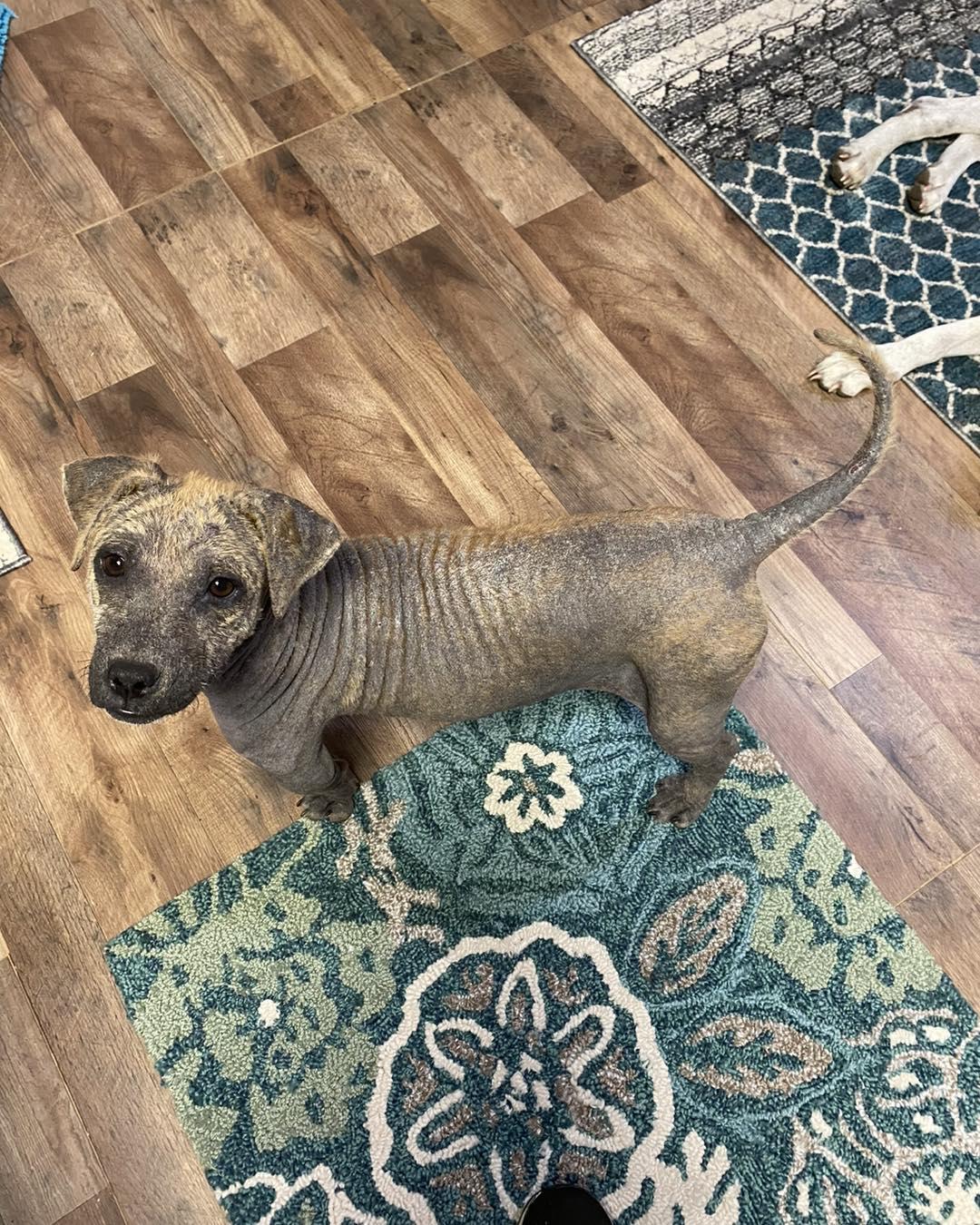 Enlarge Gracie, a Adoptable mixed breed in Houston, TX image 1/5