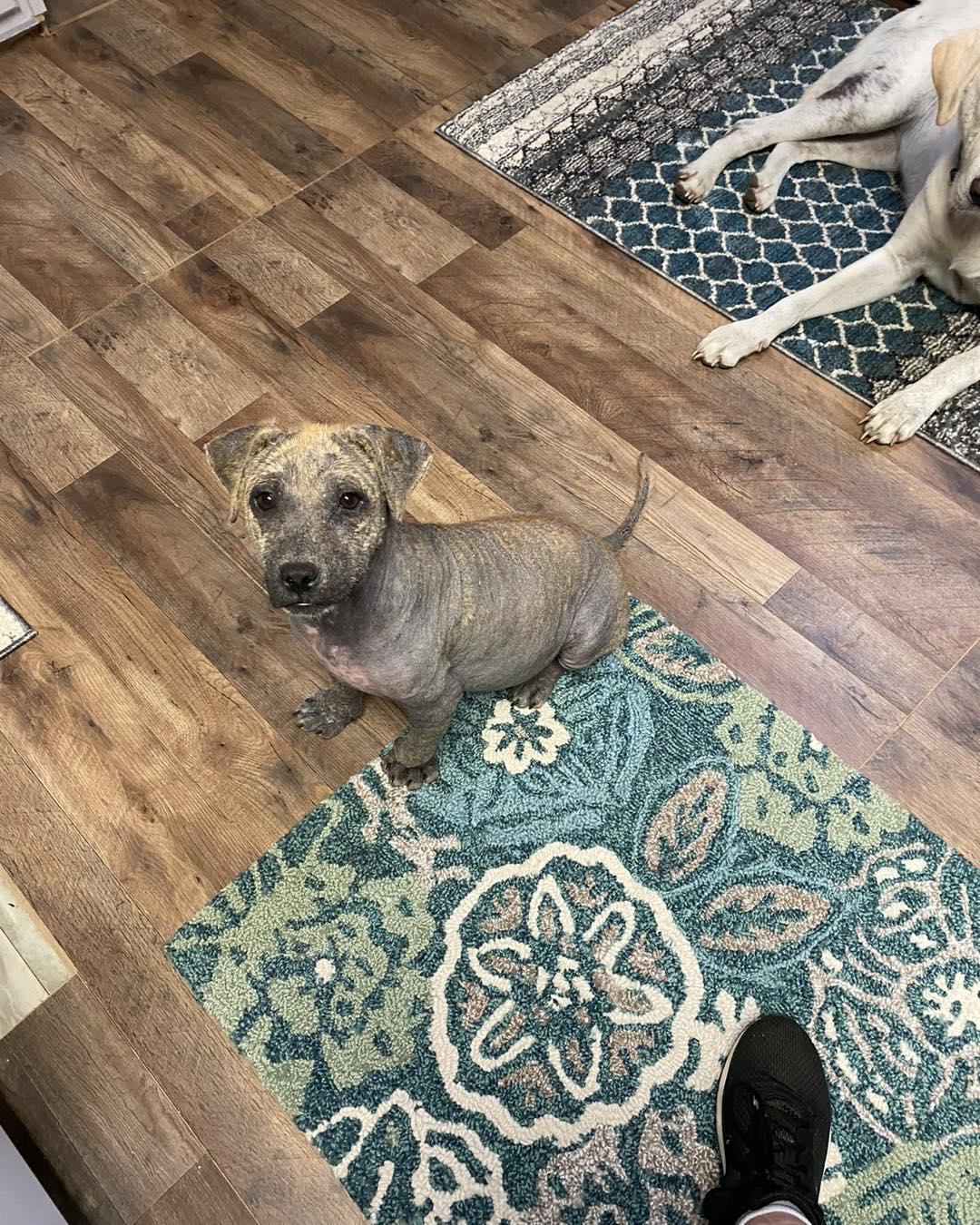 Enlarge Gracie, a Adoptable mixed breed in Houston, TX image 2/5