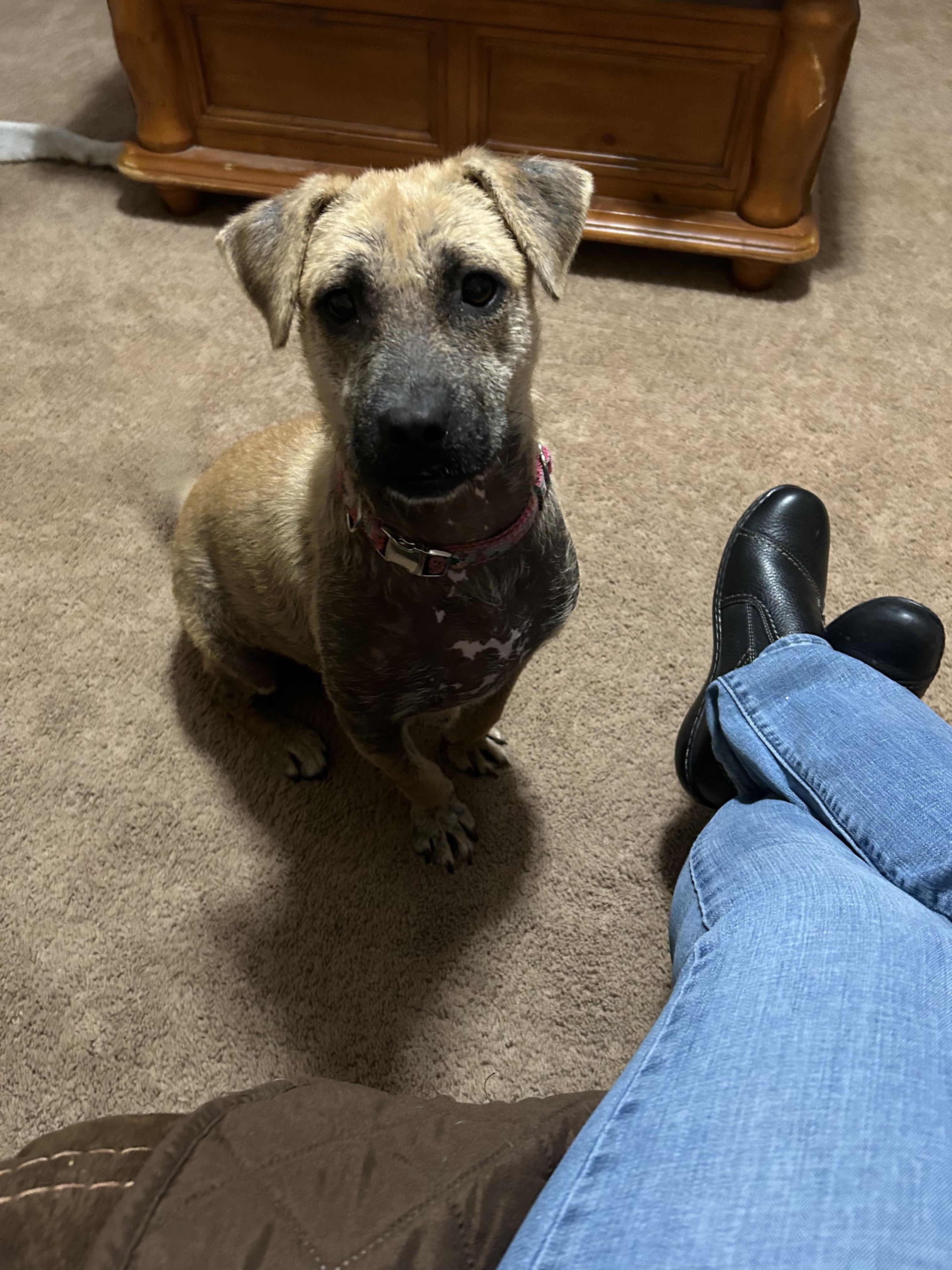 Enlarge Gracie, a Adoptable mixed breed in Houston, TX image 3/5