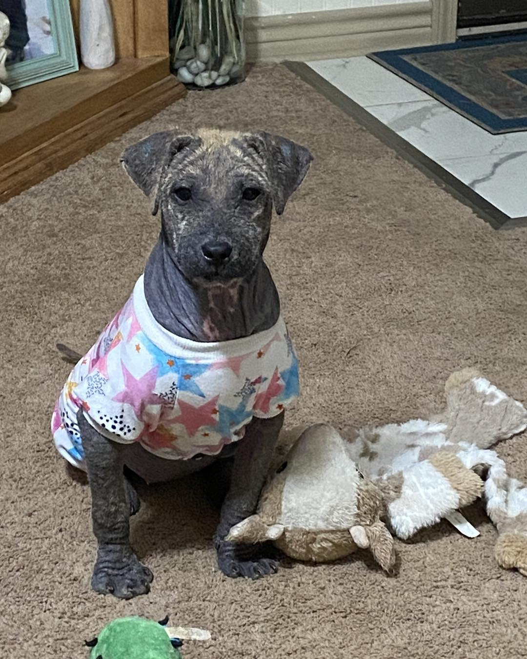 Enlarge Gracie, a Adoptable mixed breed in Houston, TX image 4/5