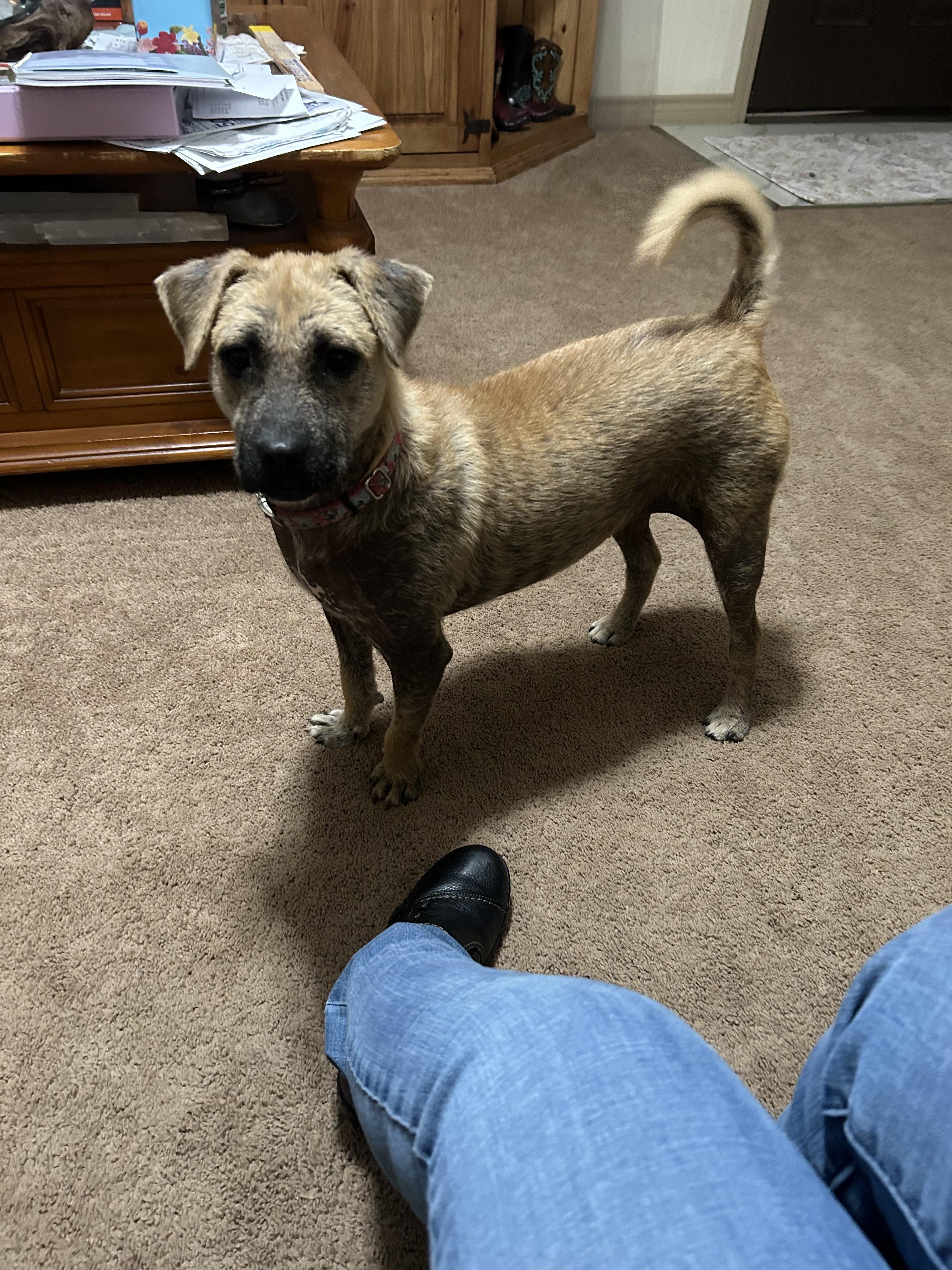 Enlarge Gracie, a Adoptable mixed breed in Houston, TX image 5/5