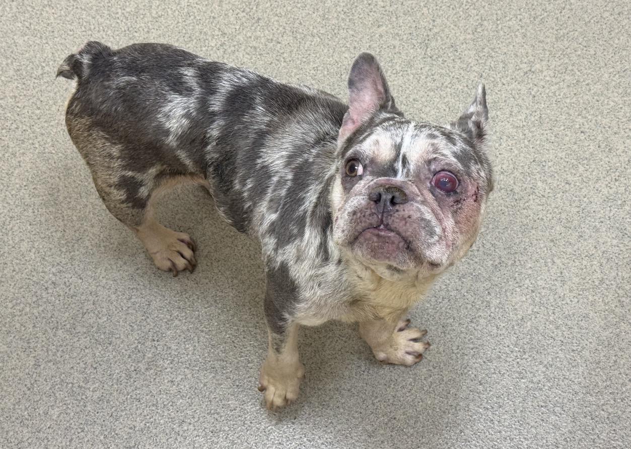 UNO, Adoptable, Adult Female French Bulldog.