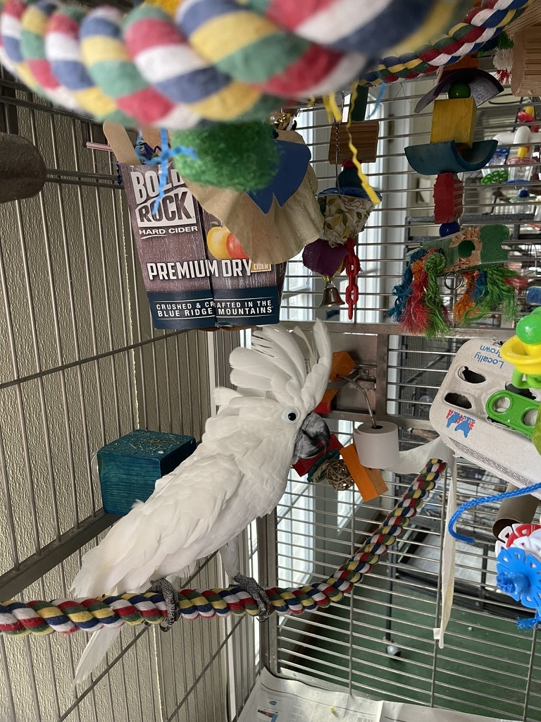 Parrot for adoption Charlie, a Cockatoo in Alexander, NC Petfinder