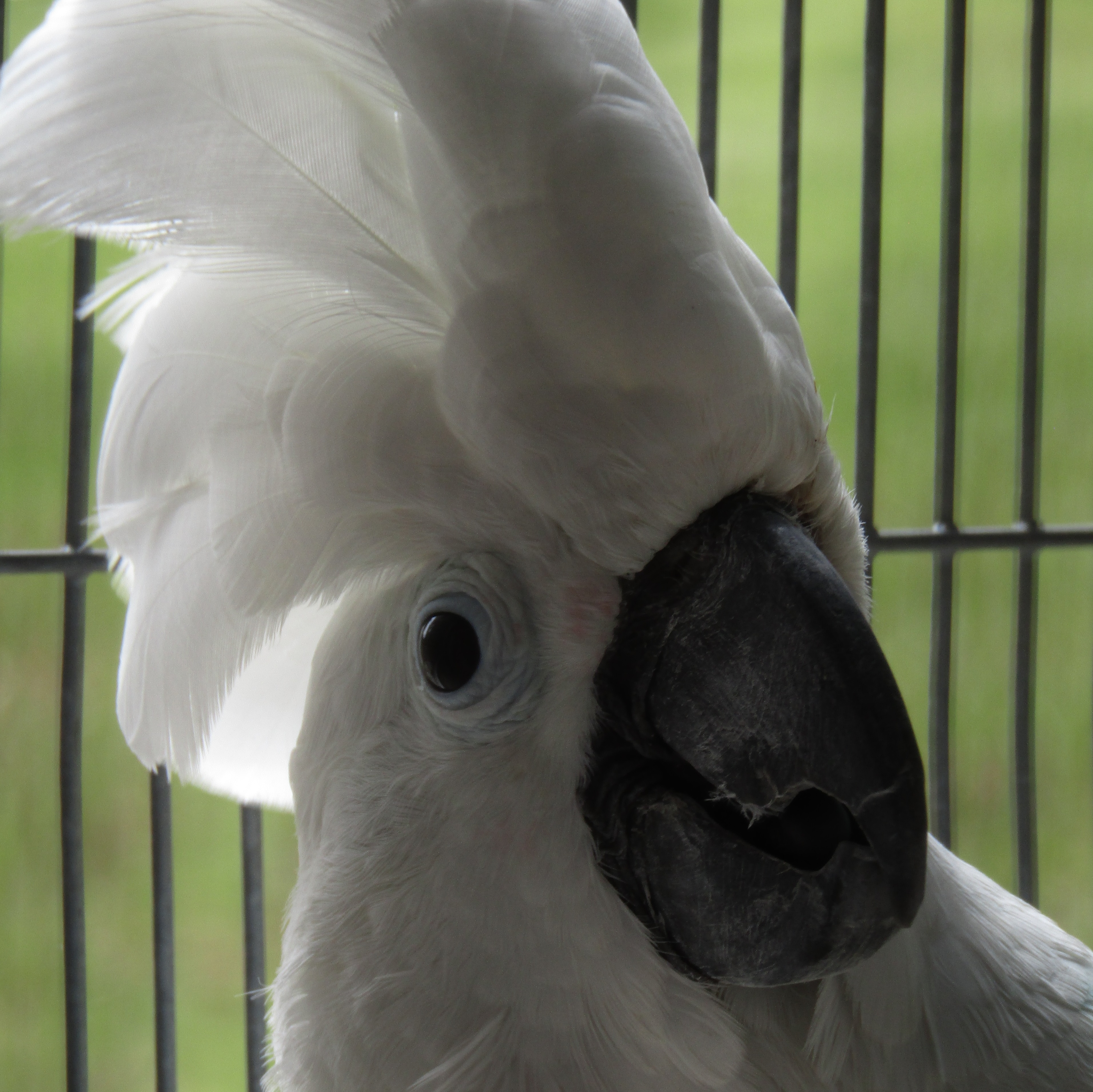 Charlie, adoptable, Adult Male Cockatoo.