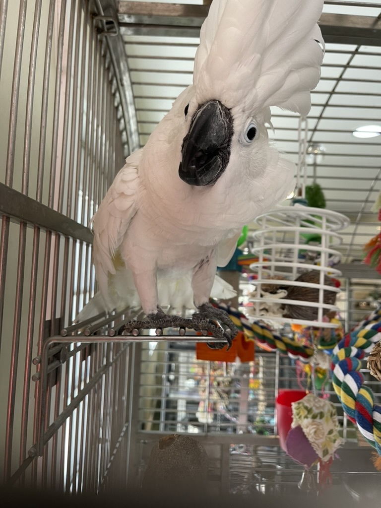 Enlarge Charlie, an adoptable Cockatoo in Charlotte, NC image 4/5
