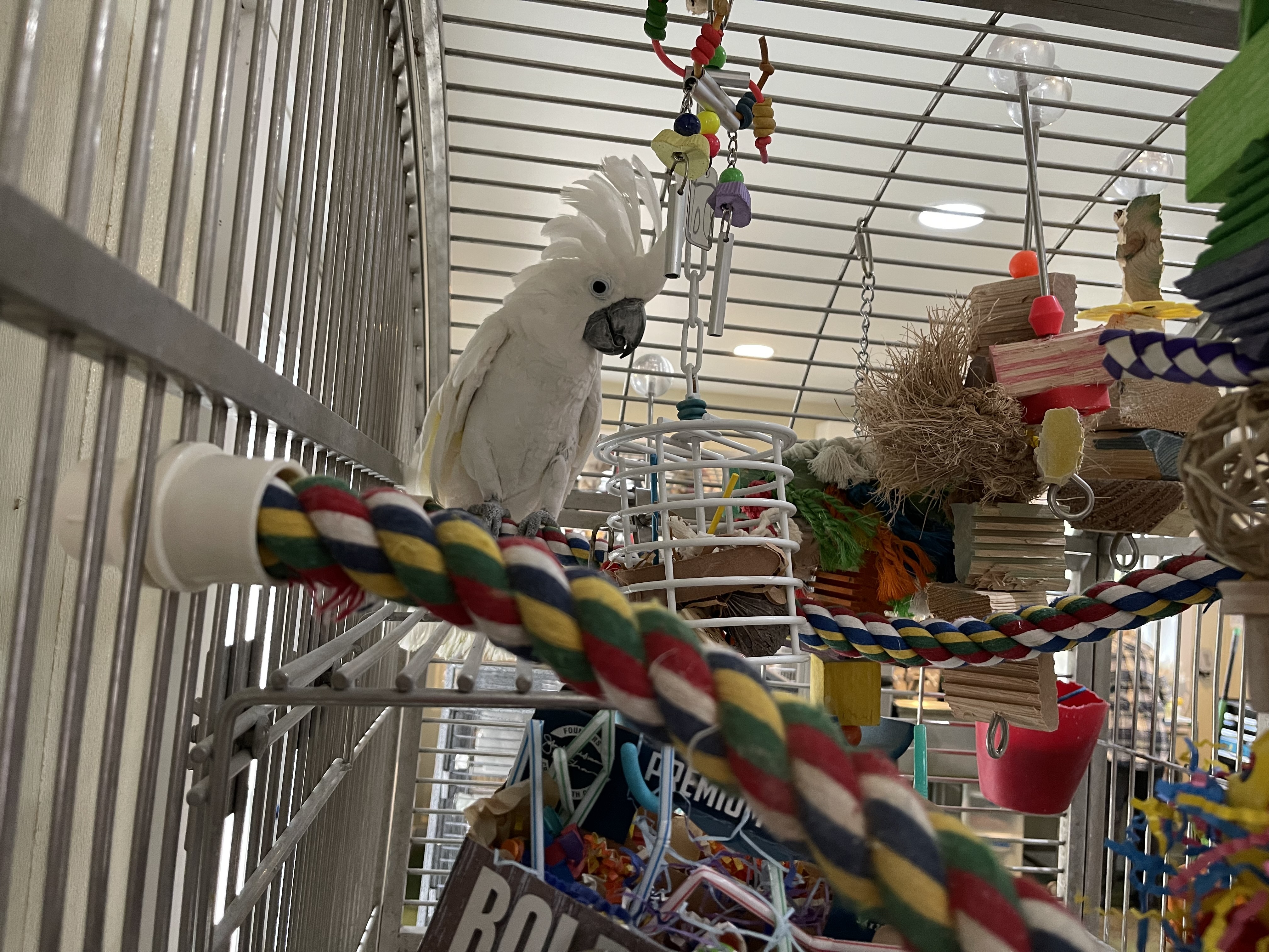 Enlarge Charlie, an adoptable Cockatoo in Charlotte, NC image 5/5