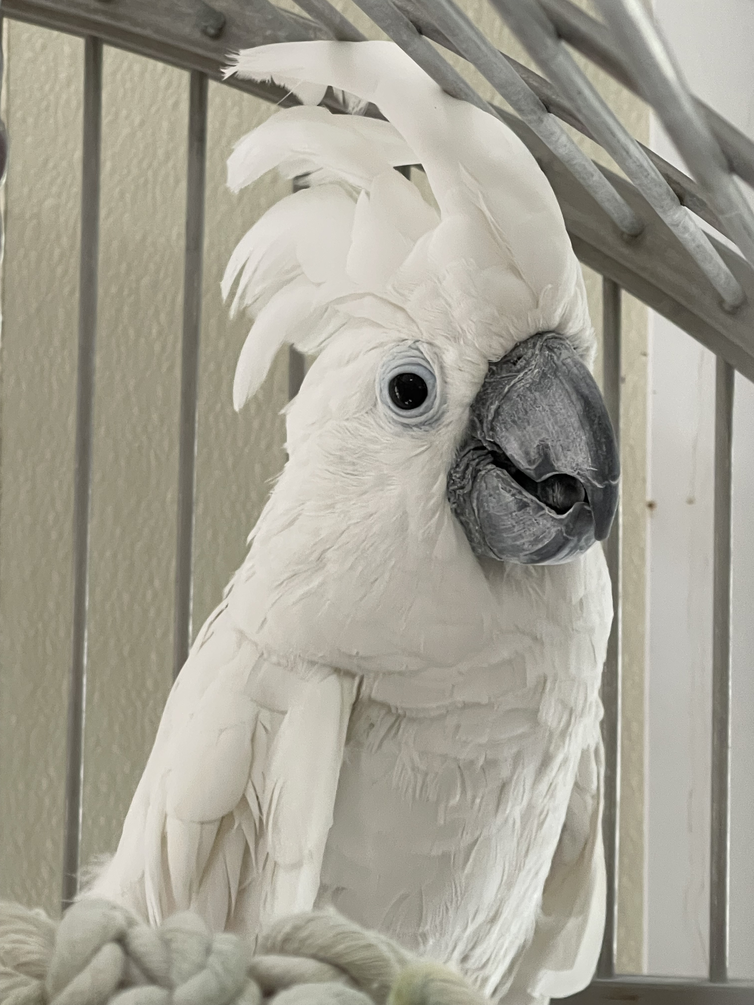 Enlarge Charlie, an adoptable Cockatoo in Charlotte, NC image 2/5