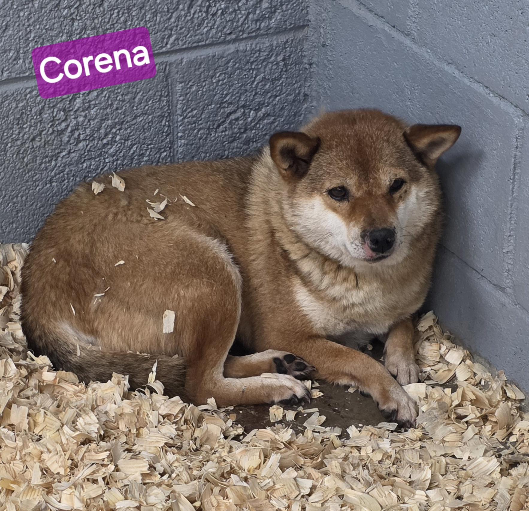 Enlarge Corena, a Adoptable Shiba Inu in Wheelersburg, OH image 2/2