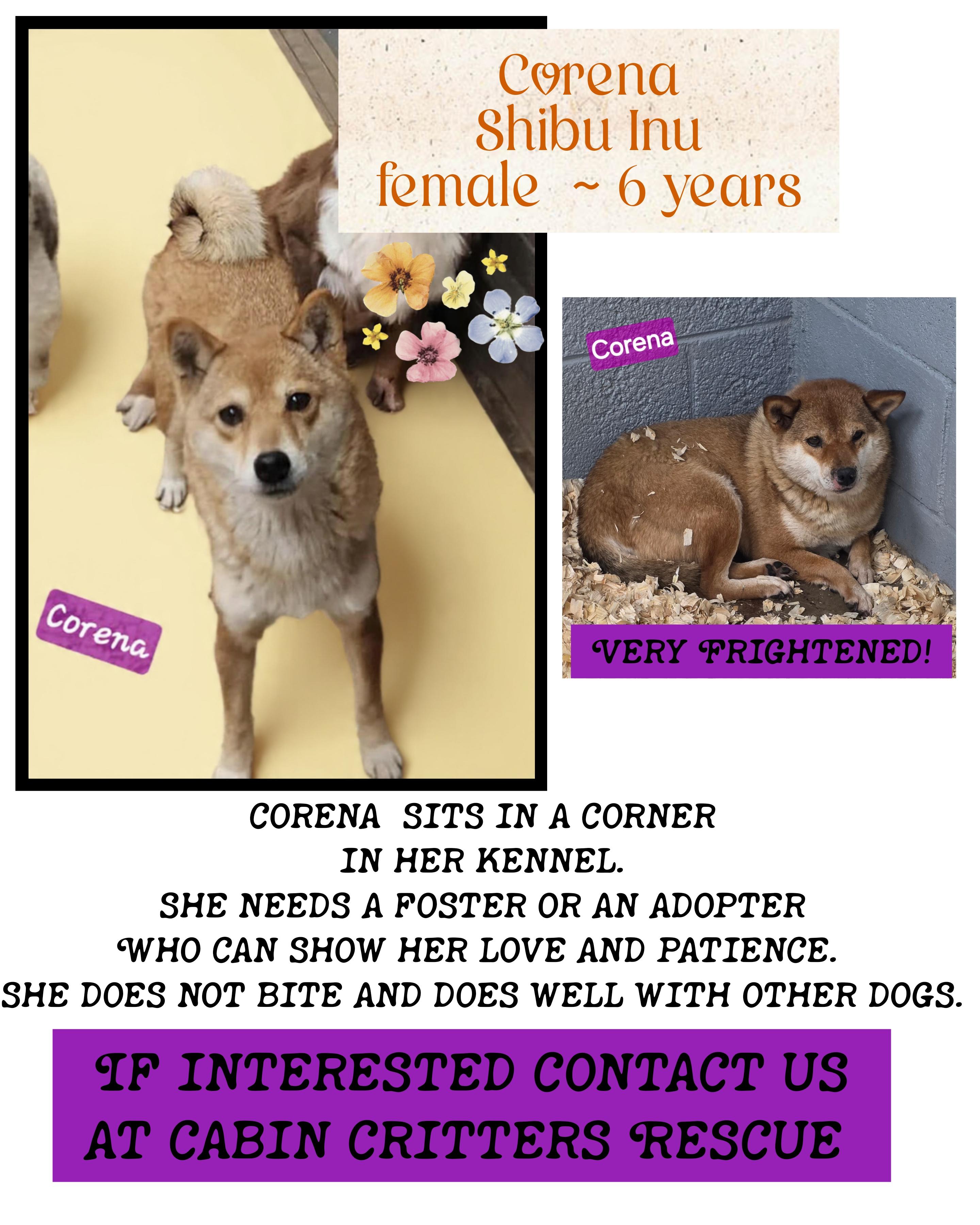 Enlarge Corena, a Adoptable Shiba Inu in Wheelersburg, OH image 1/2