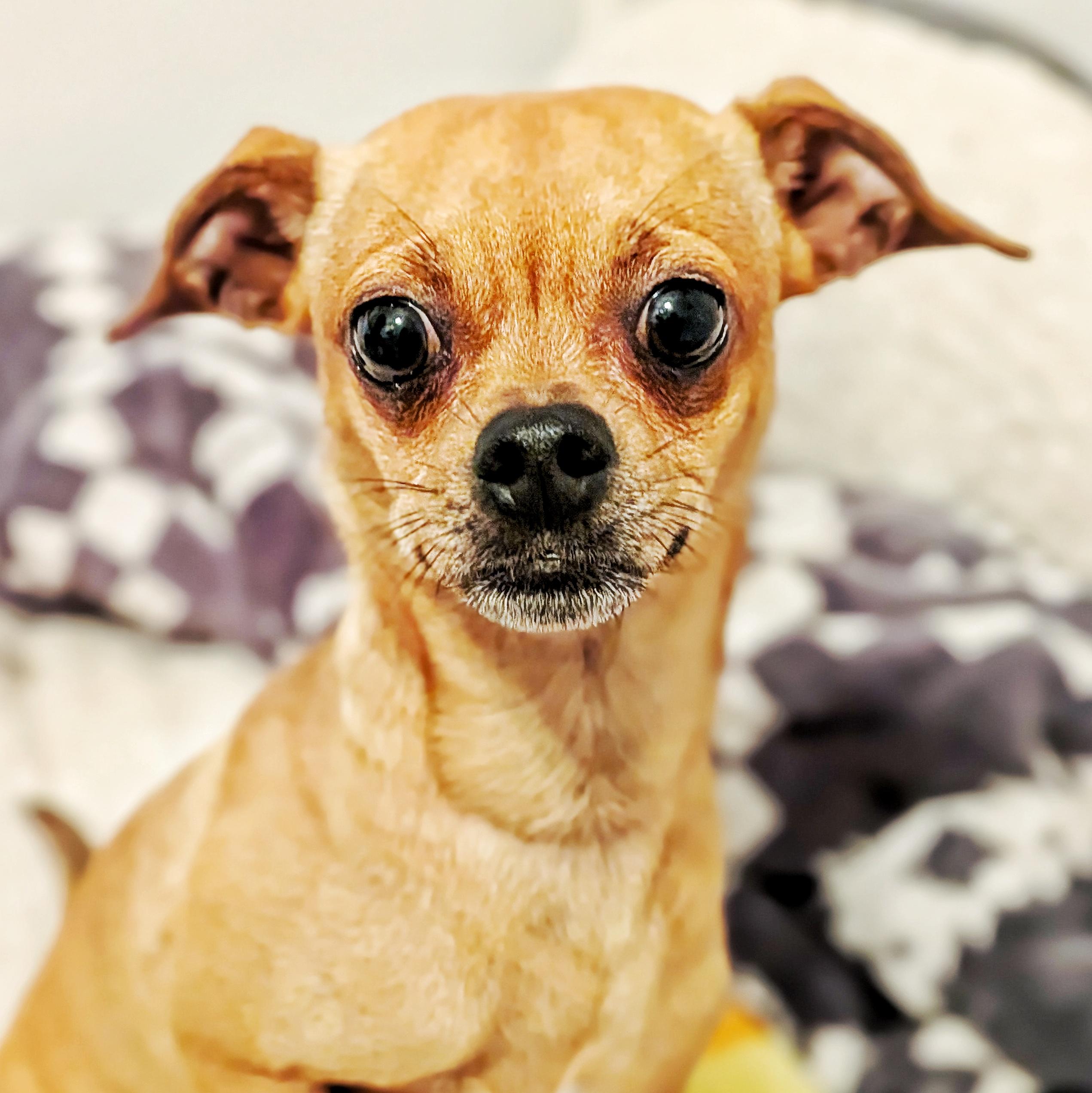 Noel, Adoptable, Young Female Chihuahua & Jack Russell Terrier.