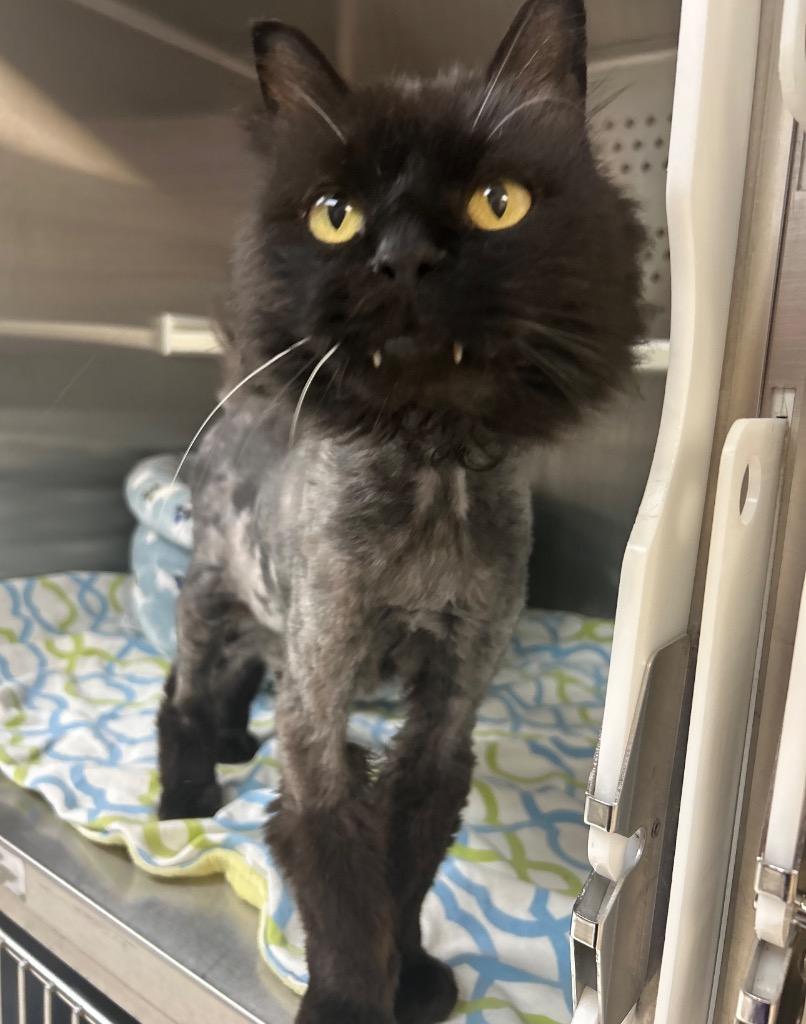 Enlarge Cereal, a ADOPTABLE Domestic Long Hair in Columbus, NE image 1/1