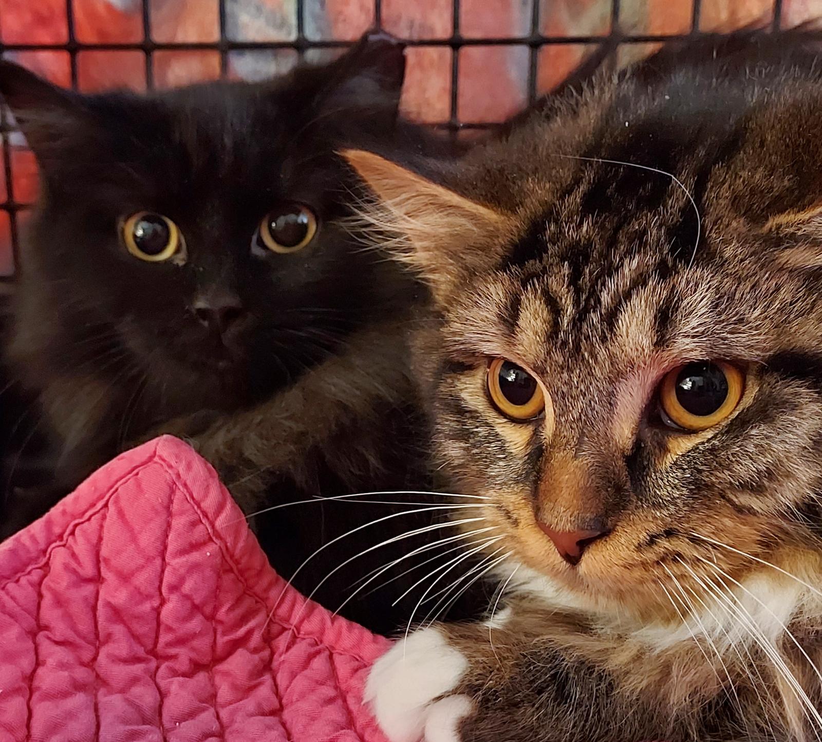 Alex and Theo  5 months, Adoptable, Young Male Domestic Long Hair.