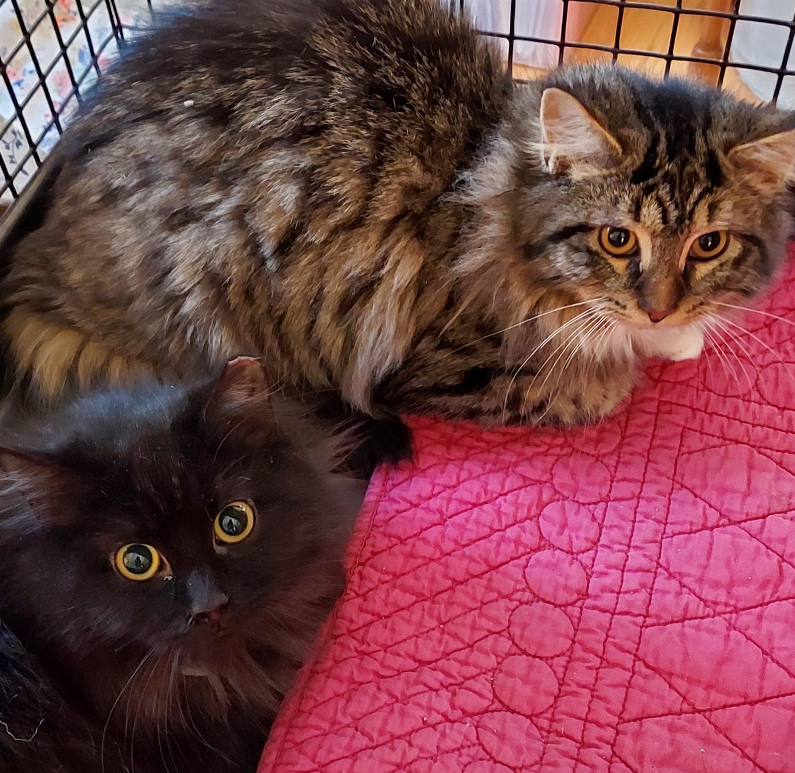 Alex and Theo 5 months, a Adoptable Domestic Long Hair in Sterling, MA image 2/3