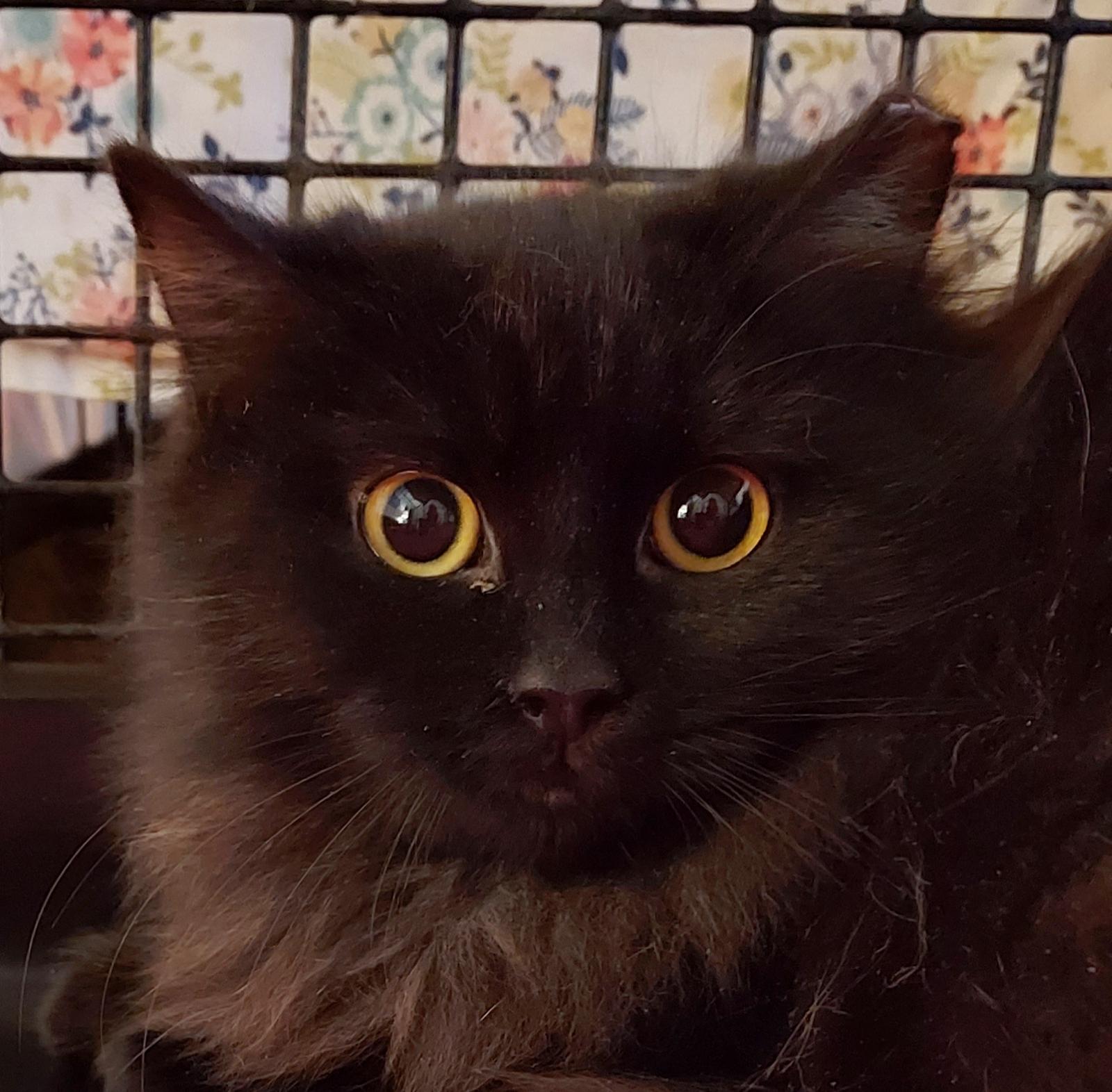 Alex and Theo 5 months, a Adoptable Domestic Long Hair in Sterling, MA image 3/3