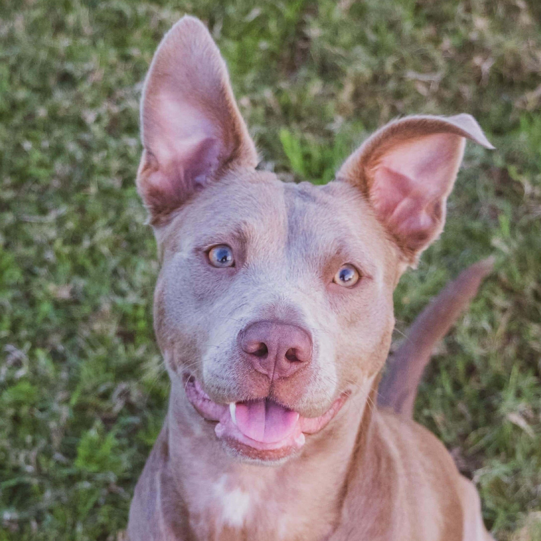 Kiwi, Adoptable, Young Female American Staffordshire Terrier.