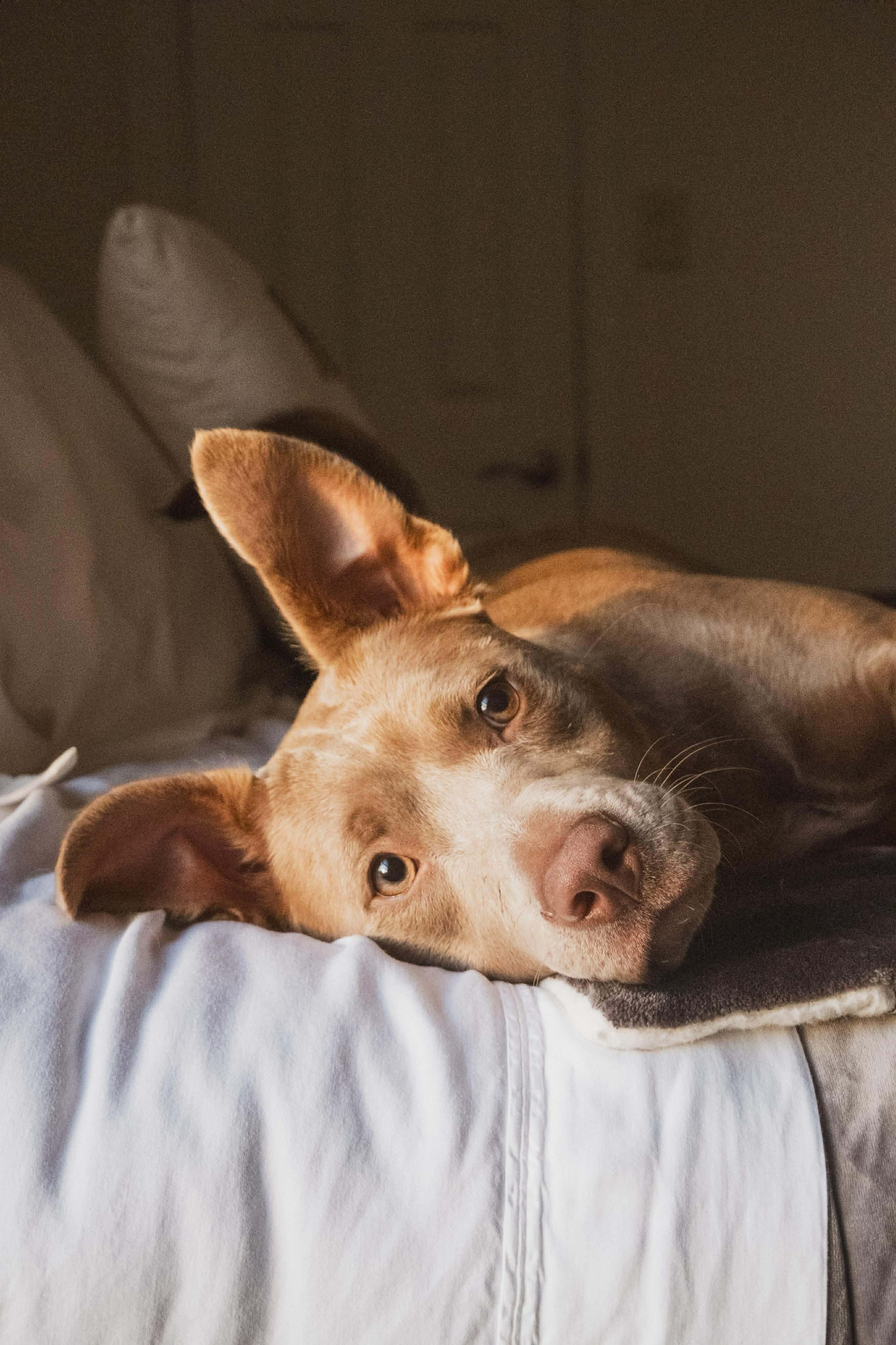 Enlarge Kiwi, a Adoptable mixed breed in Kingsville, TX image 5/6