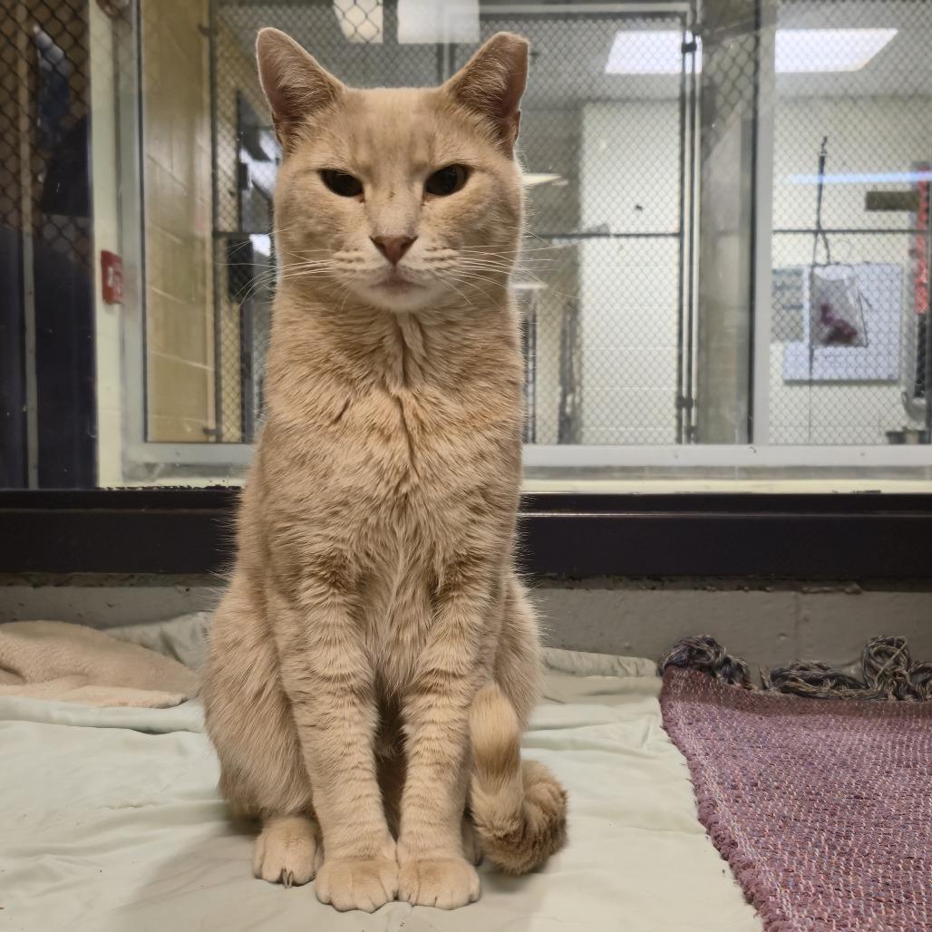 Gourd, Adoptable, Adult Male Domestic Short Hair.