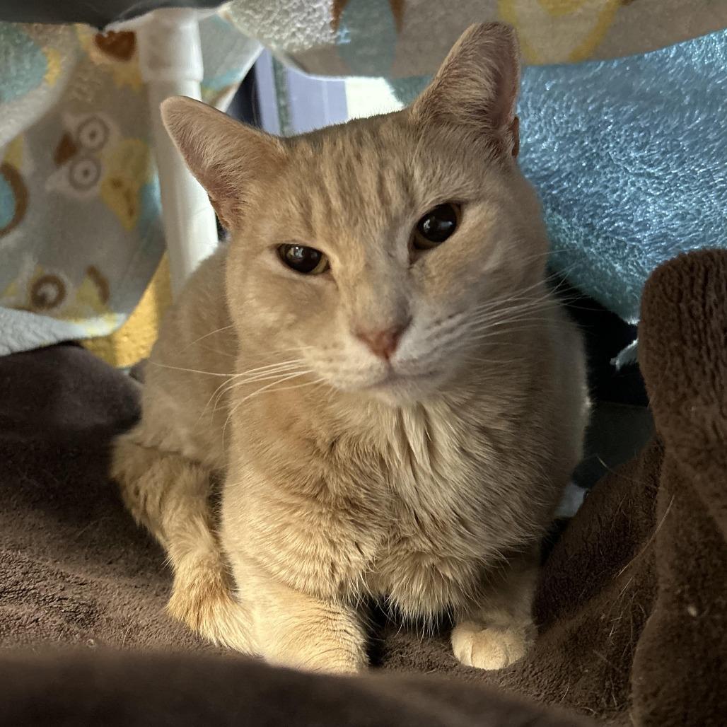 Gourd, Adoptable, Adult Male Domestic Short Hair.