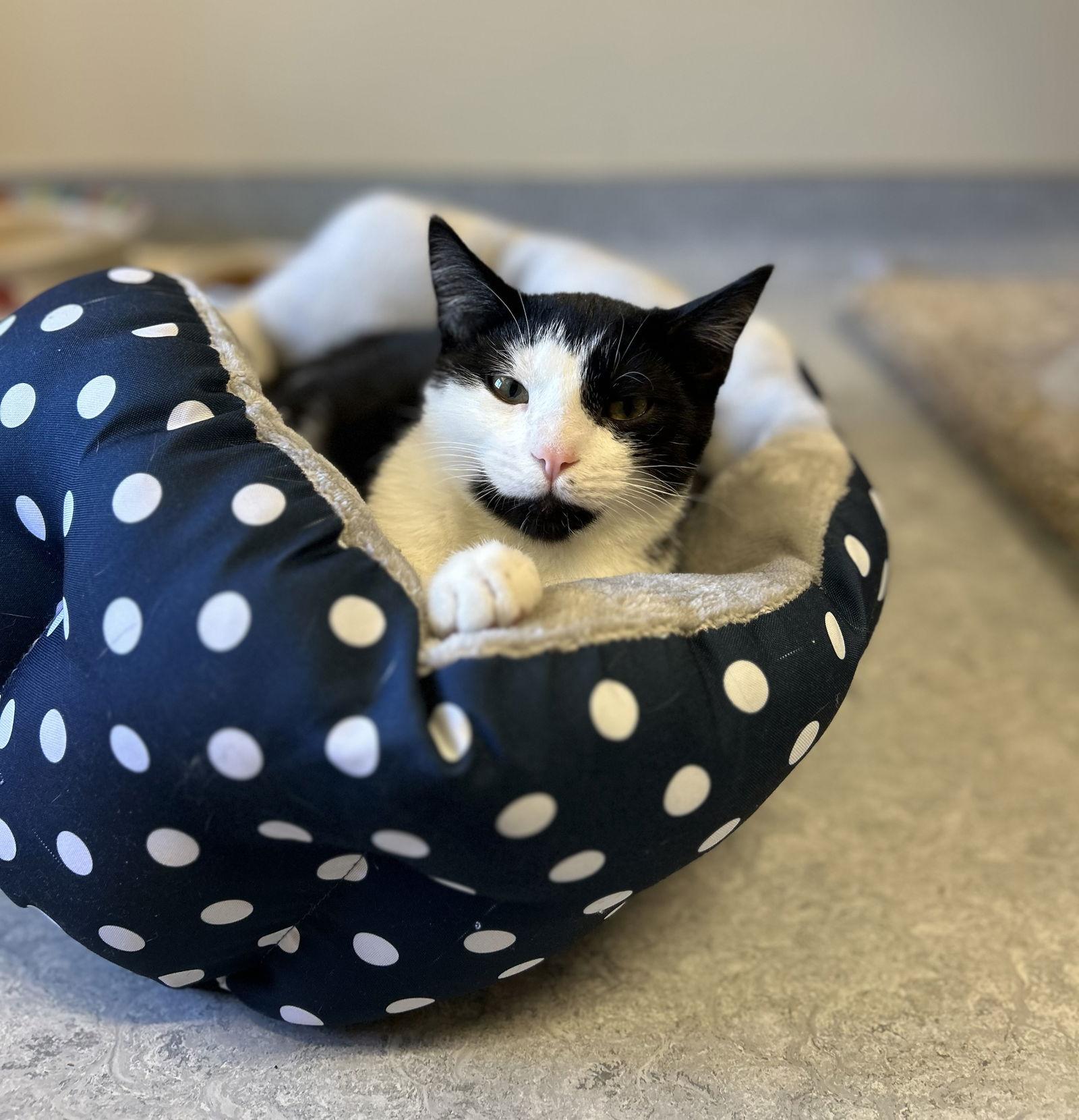 Enlarge Ozzy, a Adoptable Domestic Short Hair in Arlington, VT image 1/2