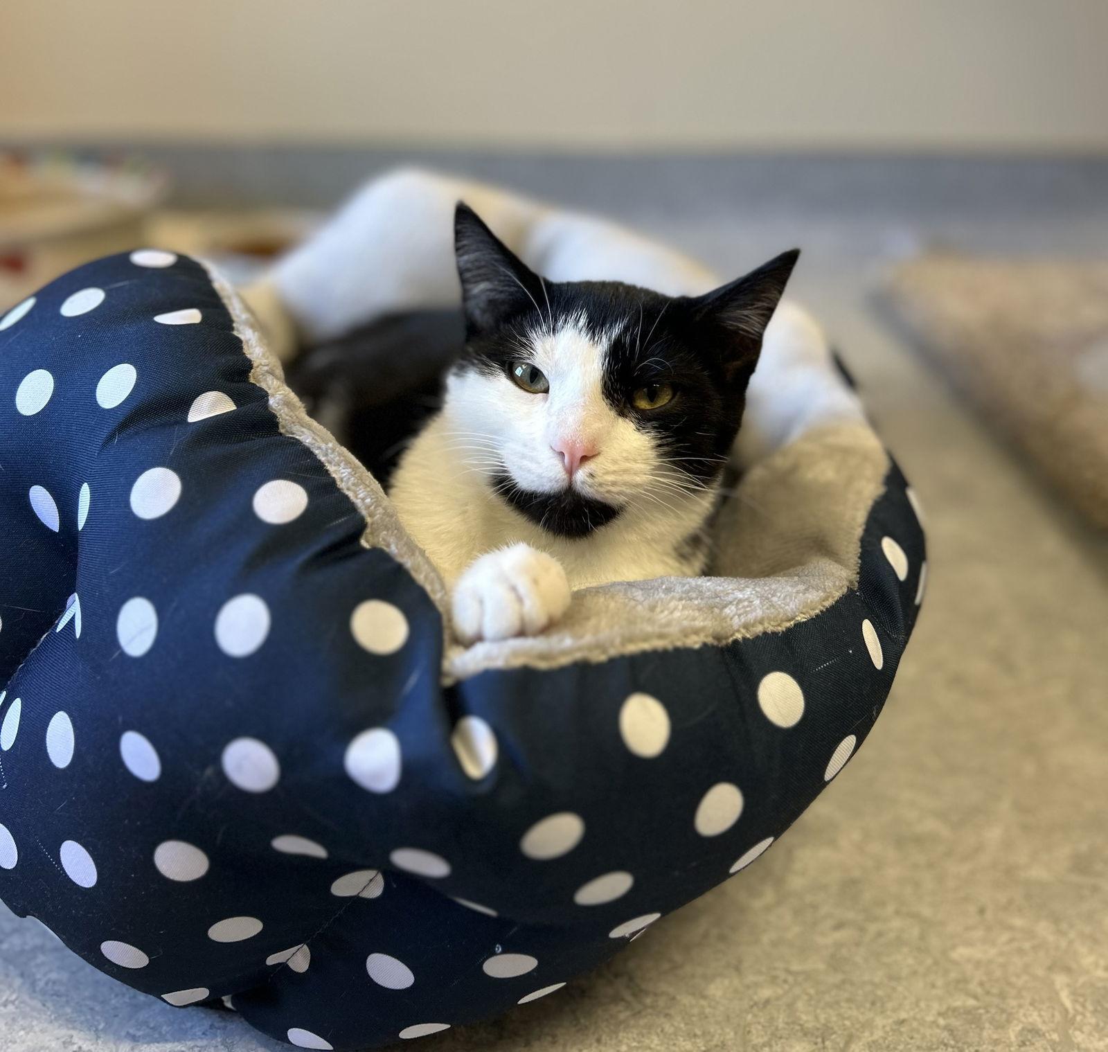 Enlarge Ozzy, a Adoptable Domestic Short Hair in Arlington, VT image 2/2