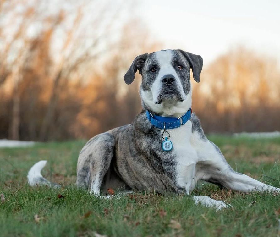 Cora Sponsored Fee, Adoptable, Adult Female Great Dane & Boxer.