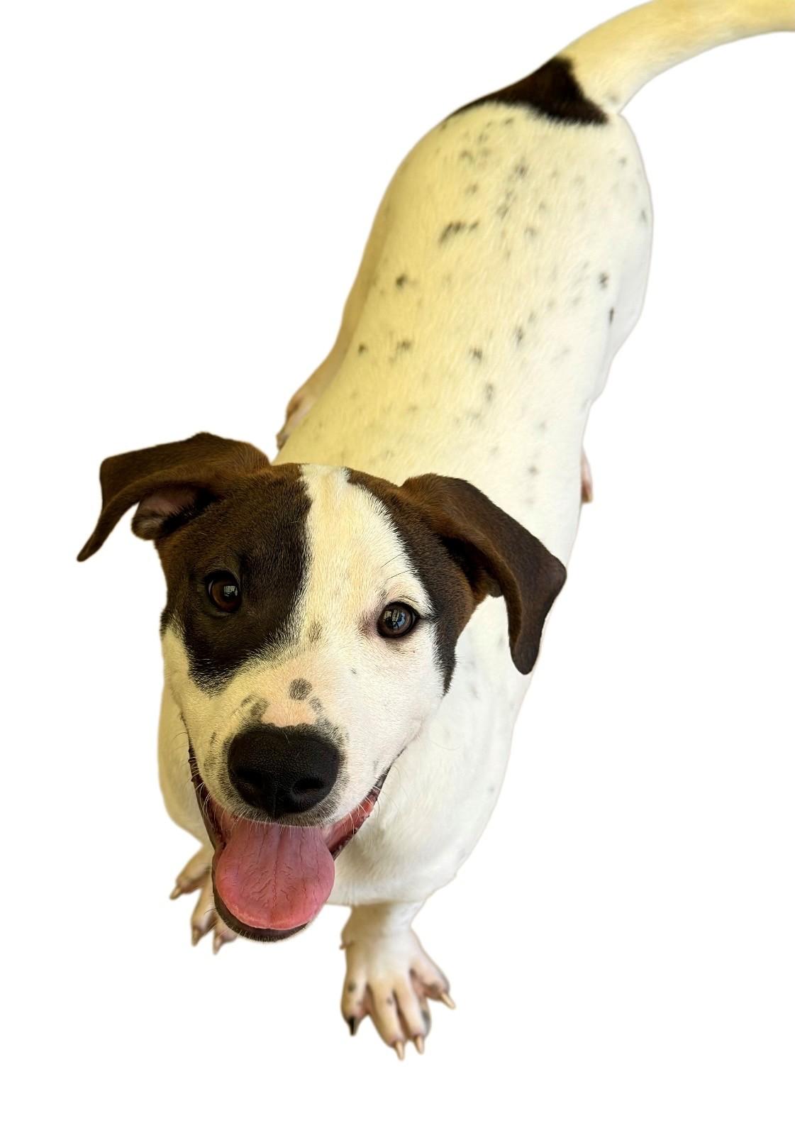 Alfalfa, ADOPTABLE, Young Male Mixed Breed.