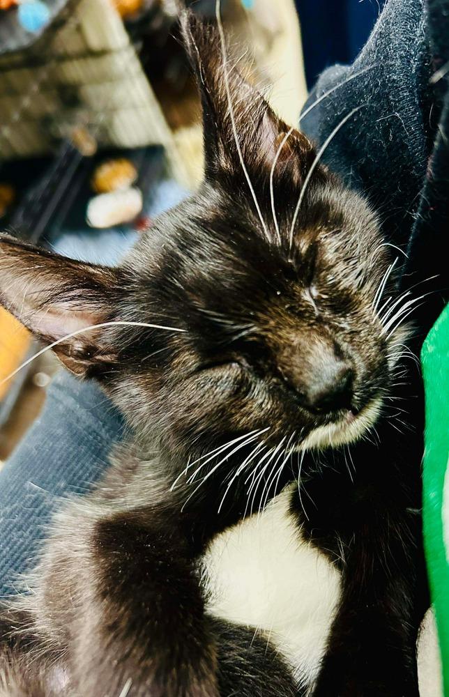 Enlarge Samantha, a Adopted mixed breed in Groveland, MA image 4/6