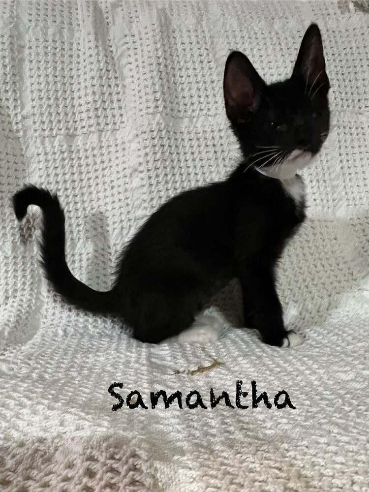 Enlarge Samantha, a Adopted mixed breed in Groveland, MA image 5/6