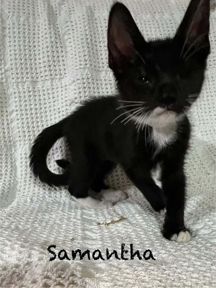 Enlarge Samantha, a Adopted mixed breed in Groveland, MA image 6/6