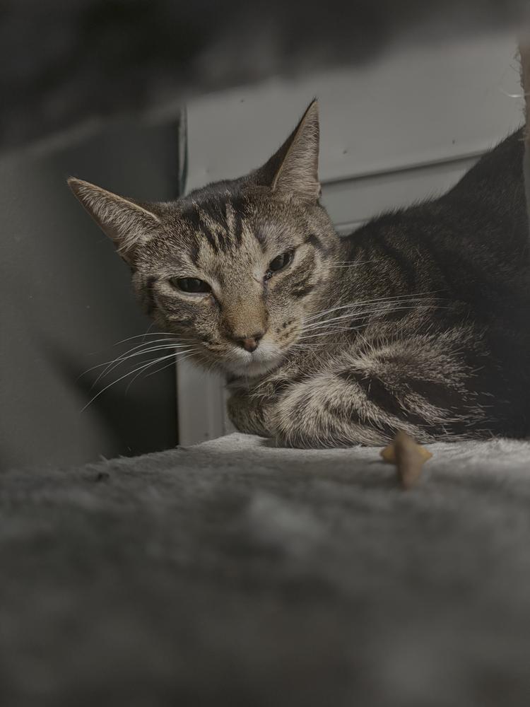 Whammy, Adoptable, Adult Male Domestic Short Hair & Tabby.