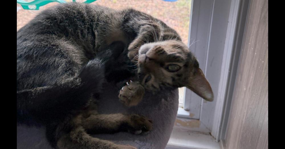 Enlarge Whammy, a Adoptable mixed breed in Virginia Beach, VA image 1/2