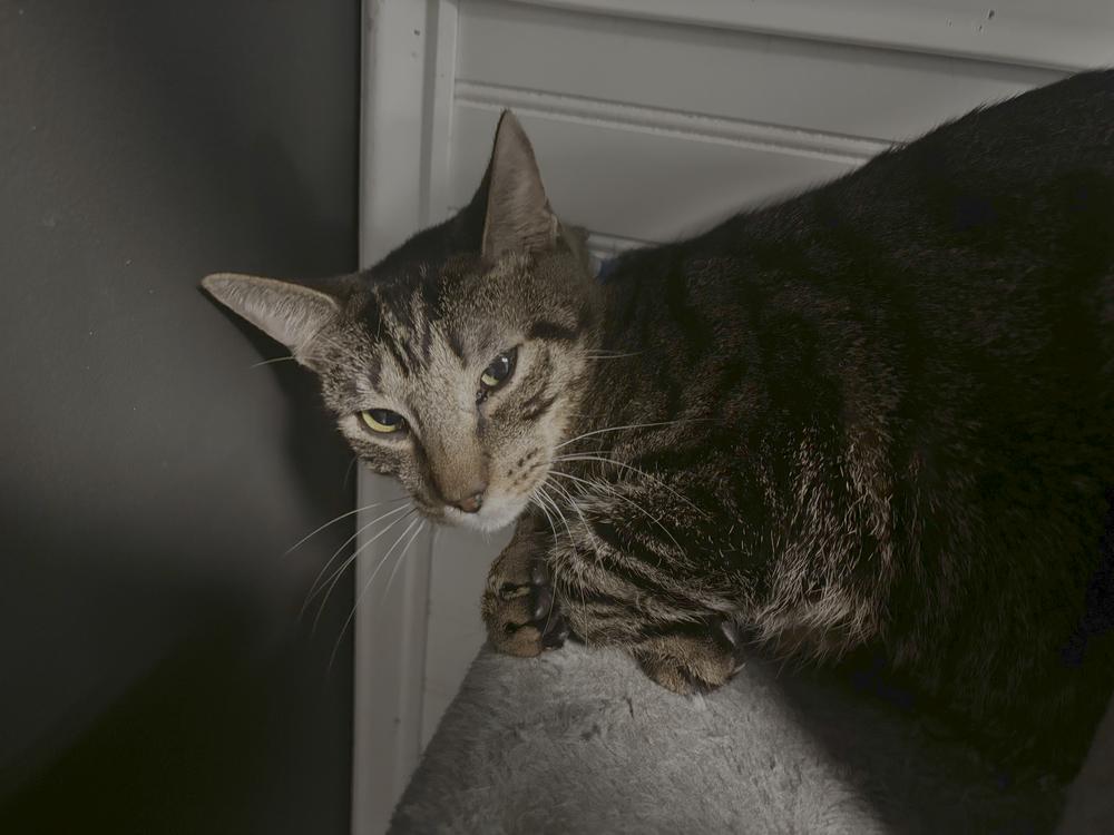 Enlarge Whammy, a Adoptable mixed breed in Virginia Beach, VA image 3/4