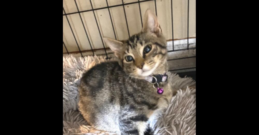 Enlarge Whammy, a Adoptable mixed breed in Virginia Beach, VA image 2/2