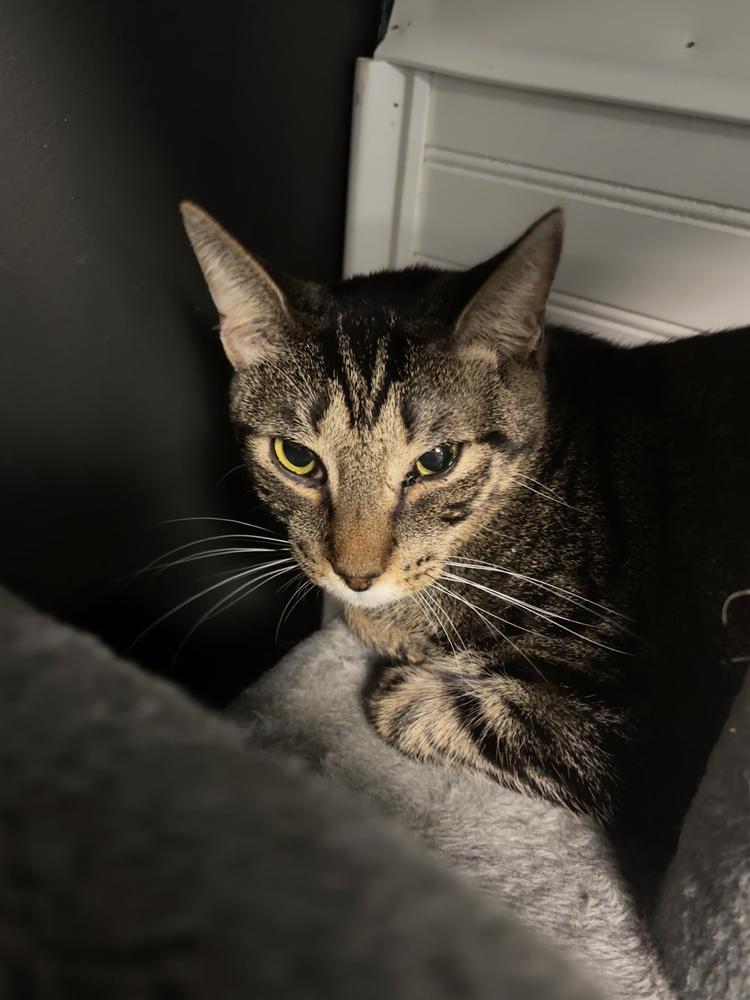 Enlarge Whammy, a Adoptable mixed breed in Virginia Beach, VA image 4/4