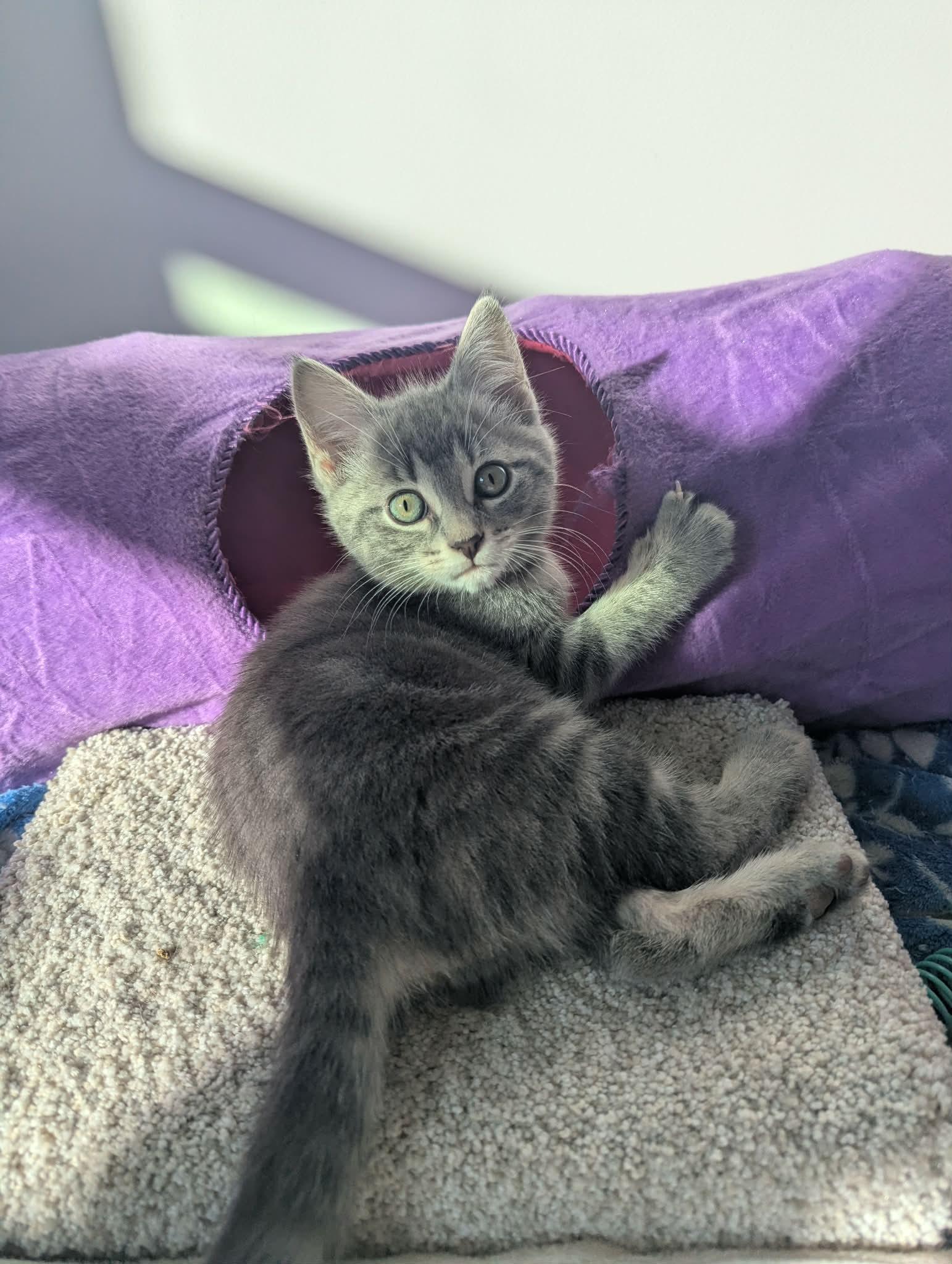 Enlarge Truffle, an adopted Domestic Short Hair in Courtenay, BC image 4/6