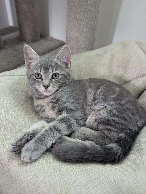Enlarge Truffle, an adopted Domestic Short Hair in Courtenay, BC image 6/6