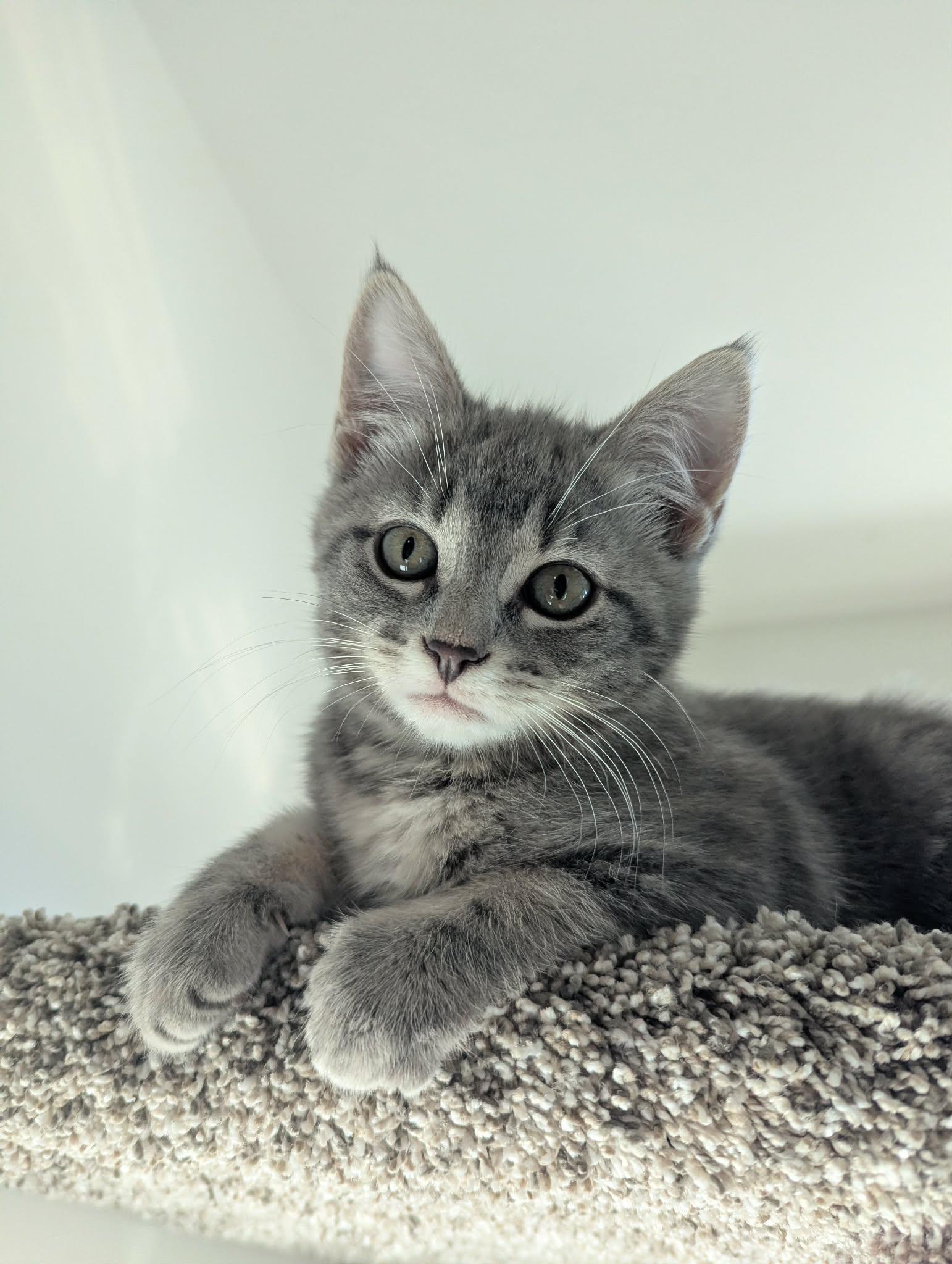 Enlarge Truffle, an adopted Domestic Short Hair in Courtenay, BC image 2/6