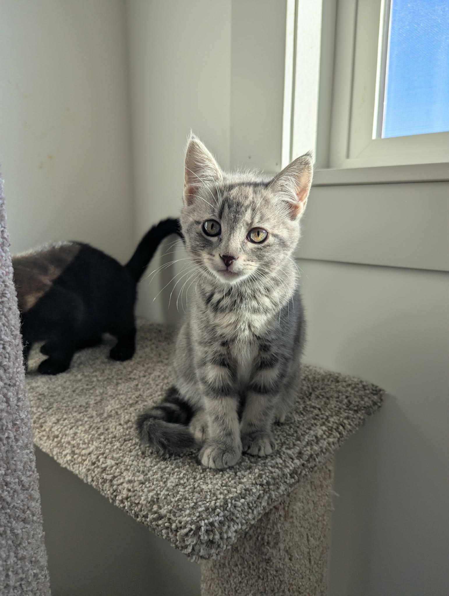 Enlarge Truffle, an adopted Domestic Short Hair in Courtenay, BC image 3/6