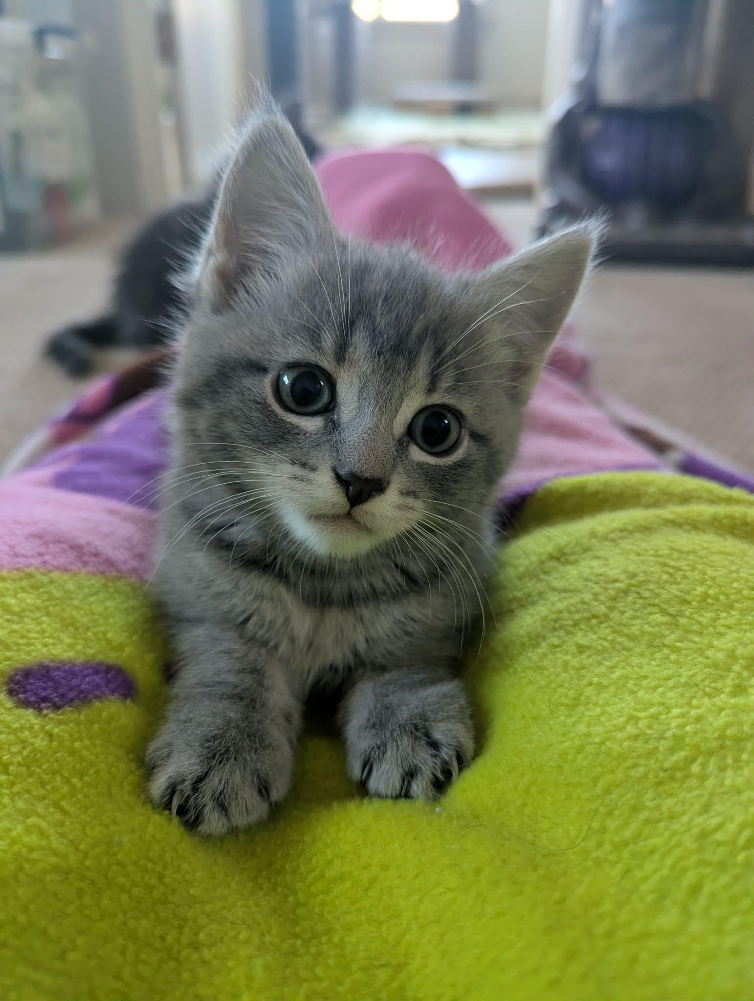 Truffle, adopted, Young Female Domestic Short Hair.